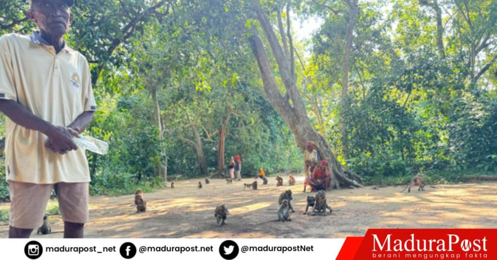 Potret Ratusan Kera di Hutan Nepa Sampang Terlantar, Disporabudpar Sebut Tak Ada Anggaran
