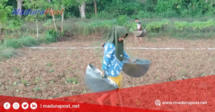 Petani di Pamekasan Minta H.Her Beli Tembakau Rp100rb&nbsp;/kg