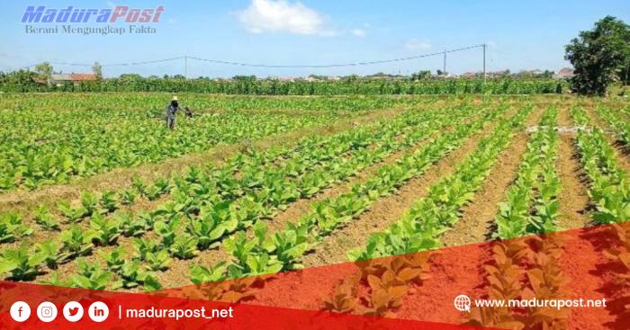 Pupuk Gratis Disalurkan DKPP Sumenep Untuk Dukung Petani&nbsp;Tembakau